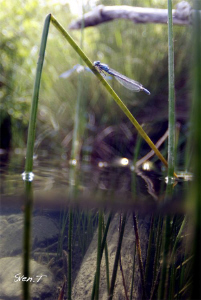 Resting dragonfly by Sven Tramaux 